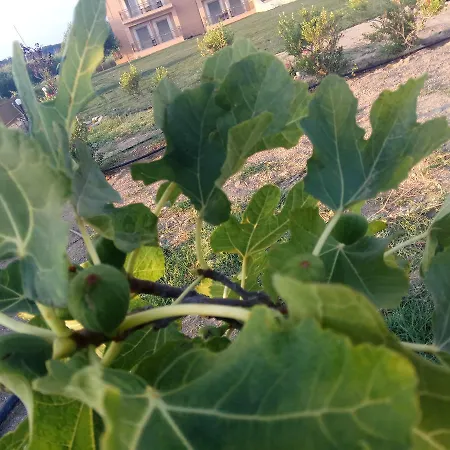 アパートホテル Finiki Plaza メトーニ