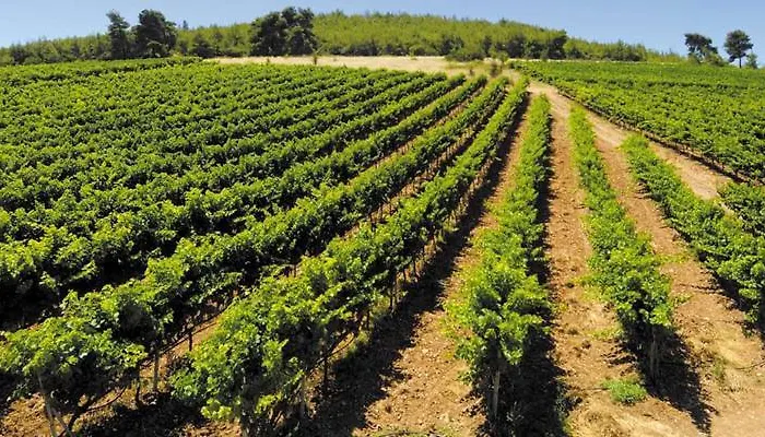 Finiki Plaza Methóni